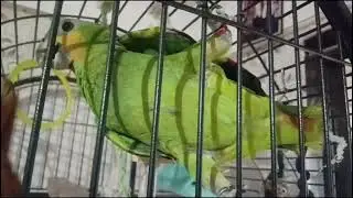 #africagrey #amazon #birds #talkingparot #shortvideos #parrot #shorts #short#song#cute #funny#viral 