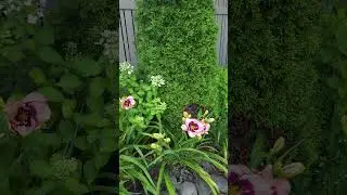 Storm Shelter and Sound of my Heart daylilies