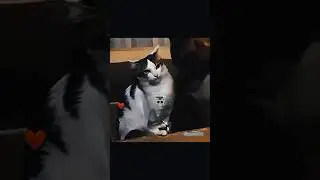 LAST CAT DEFENSE IS CARZY 🥵#tranding #cat #trolledit #catvideos #catprotection #viral #kitten