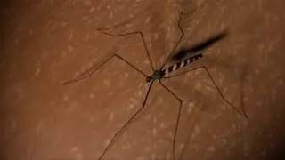 Malaria