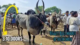 Kundarapalli Bulls Market A Day Before Eid