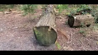 Shoreline Trail Port Moody