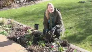 Gardening Tips: How To Divide Perennial Plants