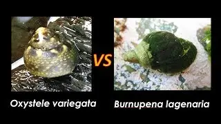 Twist & Run (Oxystele variegata & Burnupena lagenaria)