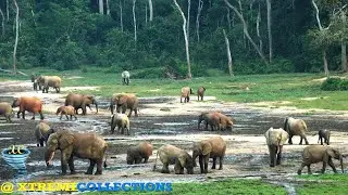 Dzanga-Sangha Reserve in Bayanga, Central African Republic