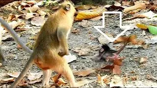 Delena baby monkey cry loudly angry kary monkey don't hugs her