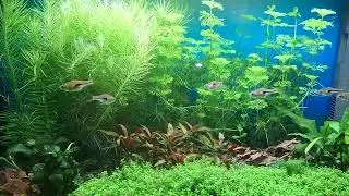 Trigonostigma hengeli