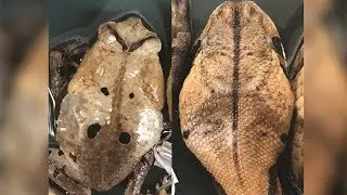 This Toad Avoids Predators by Mimicking a Deadly Viper