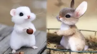 AWW Animals SOO Cute! Cute baby animals Videos Compilation cute moment of the animals #9 2025