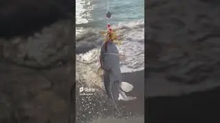 Florida Catfish fishing