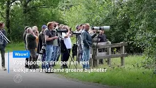 🐦&zwj;⬛ Vogelspotters dringen om een kiekje van zeldzame groene bijeneter | Hart van Nederland