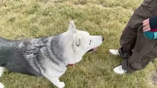 [Streamed 10/27/2025] Donothon Reward - Private Dog Park w/ Loki