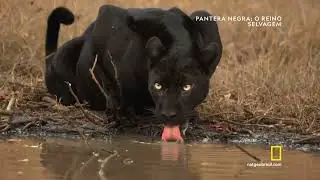 Pantera Negra   O Reino Selvagem em HD