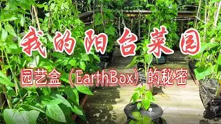 我的阳台菜园 – 园艺盒（EarthBox）的秘密