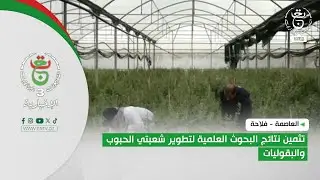 العاصمة - فلاحة | تثمين نتائج البحوث العلمية لتطوير شعبتي الحبوب والبقوليات