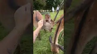 Wildpark 📍 Frankenberg #greatlife #acoupledaysinmylife полный обзор смотрите у меня в ВИДЕО