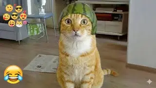 You Laugh You Lose 🤣 Funniest Cats and Dogs 2026😼🐾 Part 11