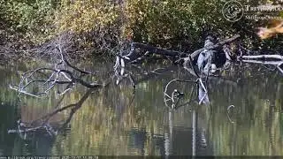 TZ Video 2020 10 17 1156 GBH ON SNAG DIVES FOR FISH AND MISSES