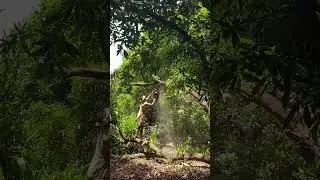 Mango 🥭 Farm - Pruning & Top Cutting 30 Year Old Mango Farm