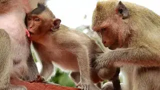 Why mom rejected !! Appetite baby monkey hungrily cry loudly that mom not approve to get milk breast