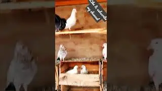 The pigeon #birdslover #birds #kabootar #kabootarbazi #pigeons #pigeons #birdslover #pigeonslovers
