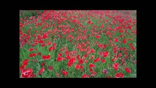 Film Critical Condition #151 - Poppy field in Hungary