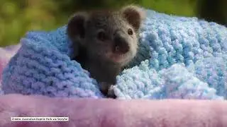Słodkie życie małego misia koala