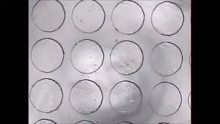 Trapping of Au Nanoparticles in a Microfluidic Device using Dielectrophoresis