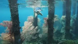 Gorgonian Pulau Papan