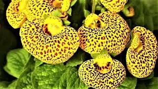 Необычные Цветы Яркой Окраски и Причудливой Формы: КАЛЬЦЕОЛЯРИЯ