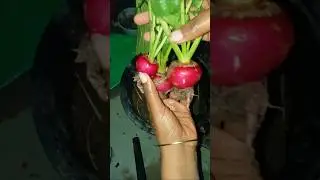 first harvest in my terrace garden #shorts #gardening #viral #ytshorts #harvesting #terracegardening