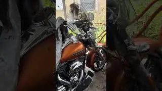 Bee removal from motorcycle window!