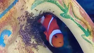 ma reproduction poissons clowns Amphiprion Ocellaris