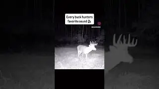 Every Buck Hunters Favorite Sound