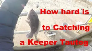 Lots of Tautog action 11/30/2019