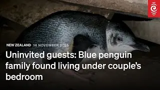 Uninvited guests: Blue penguin family found living under couple&rsquo;s bedroom | RNZ