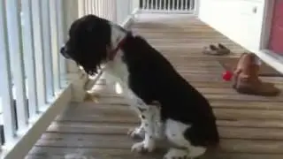 Festus barking and growling at turtle