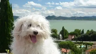 Bolognese