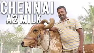 Cattle Farms of Chennai | Kowin Cow Farm | A2 Milk in Chennai | Provoke