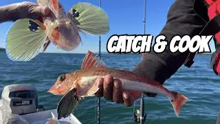 WINTER DINGHY FISHING in AUCKLAND  - New Species UNLOCKED! (Catch and Cook NZ) - 4K