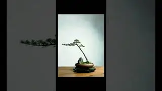 Creative Bonsai Inspiration | In Silence, I Grow  #227