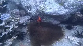 Nemo (anemone fish) is always curious