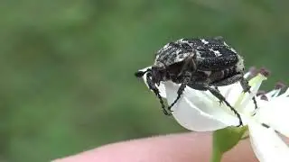 Valgus hemipterus - (Linnaeus, 1758) - (Cetoniidae) - C&eacute;toine noir et blanc