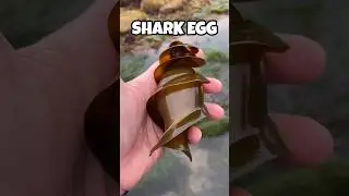 Самые странные яйца животных, которые вы никогда раньше не видели #животные #шорты