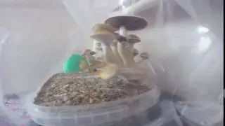 Zamnesia Time-lapse