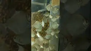 www.fishinnet.net   Metynnis Hypsauchen