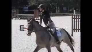 SV Silver Dragon 2009 RPSI German Riding Pony