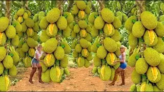 Inside Modern Desert Jackfruit Farming | From Water Discovery to High-Tech Harvesting
