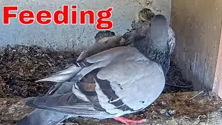 🕊️ Feeding Time: Pigeon Nestlings Get Fed Inside the Nest Box