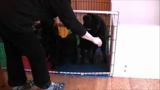 Coedylan Puppies escape and run for the snow